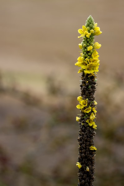 倾斜移位透镜中的黄色花